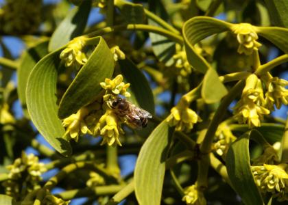 Honigbienen sammeln Mistelpollen