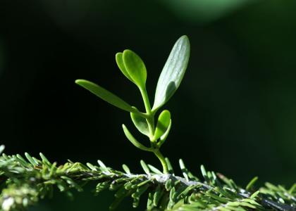 Dreijährige Tannenmistel (Viscum album subsp. abietis)